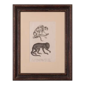 Brodtmann Howler Monkey Lithograph, 1827