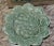 Bordallo Pinheiro Geranium Green Salad Plate – Portuguese Majolica Art Pottery Beautifully crafted in Portugal, this...