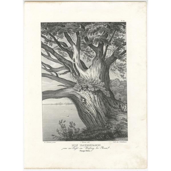 Antique print titled 'Ein Baumstamm von 100 Fuß in Umfang bei Moua'. Old print with a very thick tree trunk on Tonga Tabu....
