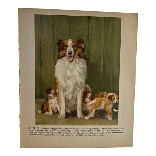 1940s Diana Thorne Collie Dog Illustration Print For Sale