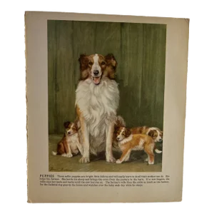 1940s Diana Thorne Collie Dog Illustration Print