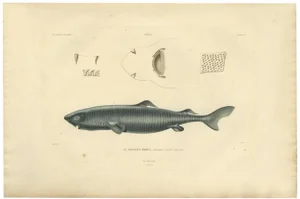 Greenland Shark, 1842, Paper