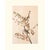 1966 Vintage Cottage Style Print "Tree Sparrow" After John James Audubon For Sale In Dallas - Image 6 of 8