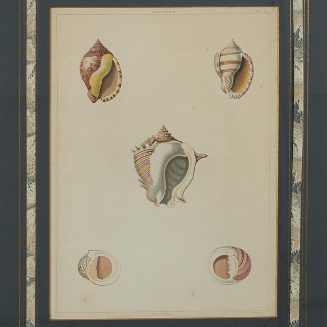 Set of Eight Antique Hand Colored Seashell Prints For Sale - Image 13 of 18
