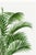 Green Tropical Palm Botanical, Vintage Art Print Reproduction, 20" X 30" For Sale - Image 8 of 10