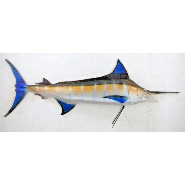 John H. Gresser Carved and Painted Sailfish, Mahi-Mahi and Marlin in Shadowbox For Sale - Image 4 of 10