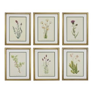 Framed Vintage Botanicals Set of 6 -Authentic Vintage 1969 Prints For Sale