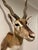 African Vintage African Gazelle Shoulder Mount Taxidermy With Horns For Sale - Image 3 of 12