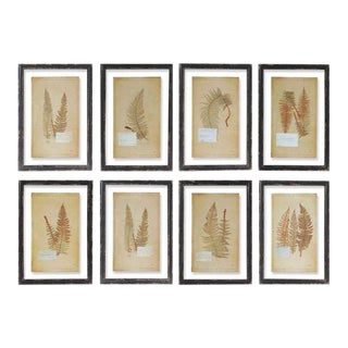 Framed Fern Prints - Set of 8 from Kenneth Ludwig Chicago For Sale