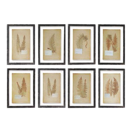 Framed Fern Prints - Set of 8 from Kenneth Ludwig Chicago For Sale