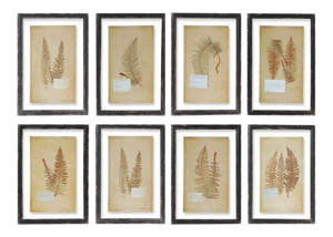 Framed Fern Prints - Set of 8 from Kenneth Ludwig Chicago