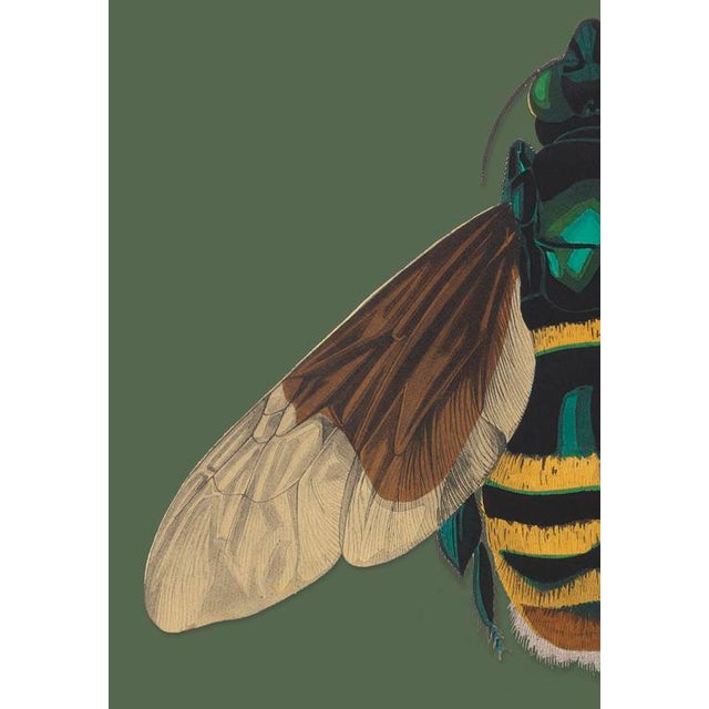 The series was produced by CFA editions from original pochior prints by E.A. Seguy. The series of insects that Seguy...