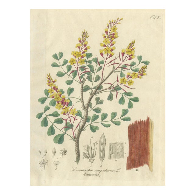 Haematoxylon Campechianum, 1800s, Paper For Sale