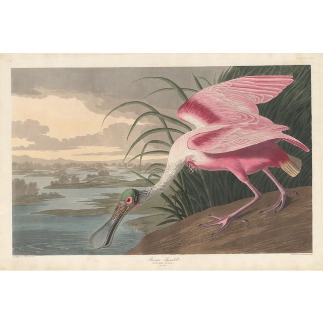 Ivory Collection of 4 Vintage 1966 John James Audubon Double-Sided Waterbird Prints For Sale - Image 8 of 9