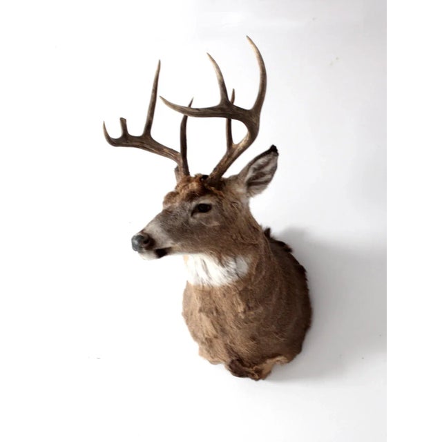 This is an antique deer head mount. A handsome eight point stag head taxidermy with mounting back.