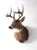 This is an antique deer head mount. A handsome eight point stag head taxidermy with mounting back.