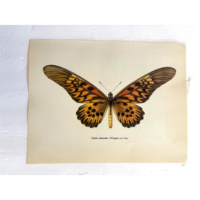 Up for sale is this gorgeous lithograph by F. Prochazka, published in Great Britain in 1965. It is in excellent, gently-...