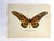 Up for sale is this gorgeous lithograph by F. Prochazka, published in Great Britain in 1965. It is in excellent, gently-...