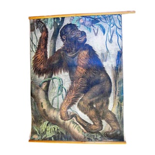Antique Orangutan Zoology Poster from Karl Jansky, 1890s For Sale