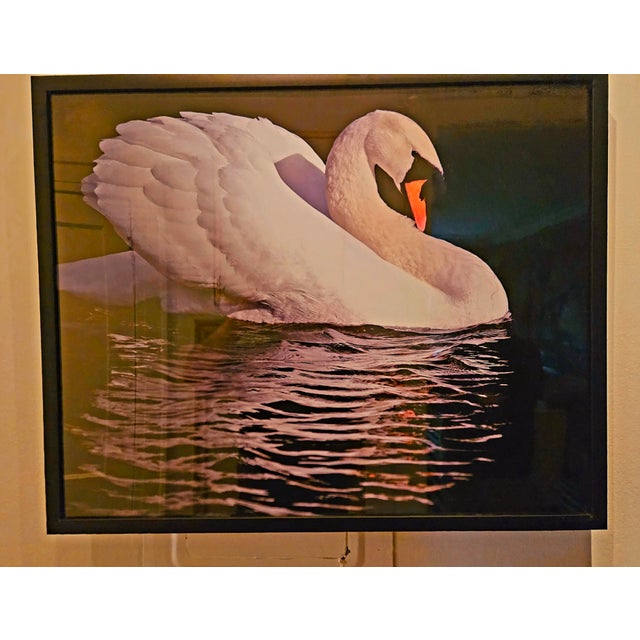 Contemporary Magnificent Swans, a Pair For Sale - Image 3 of 5