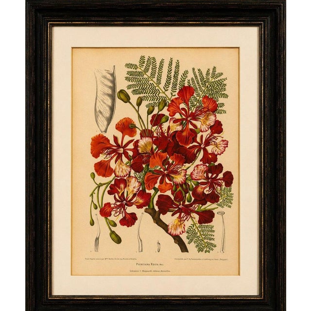 Hoola van Nooten, Royal Poinciana Botanical, 1880, Chromolithograph For Sale - Image 3 of 10