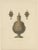 Hefner-Alteneck, A Gold Flask, 1890, Print For Sale