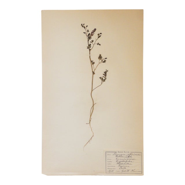 Antique Swedish Herbarium - Earth Smoke, Circa 1908 For Sale