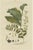 Sepp, Polygonatum Multiflorum or Solomon's Seal, 1807, Print For Sale - Image 6 of 6