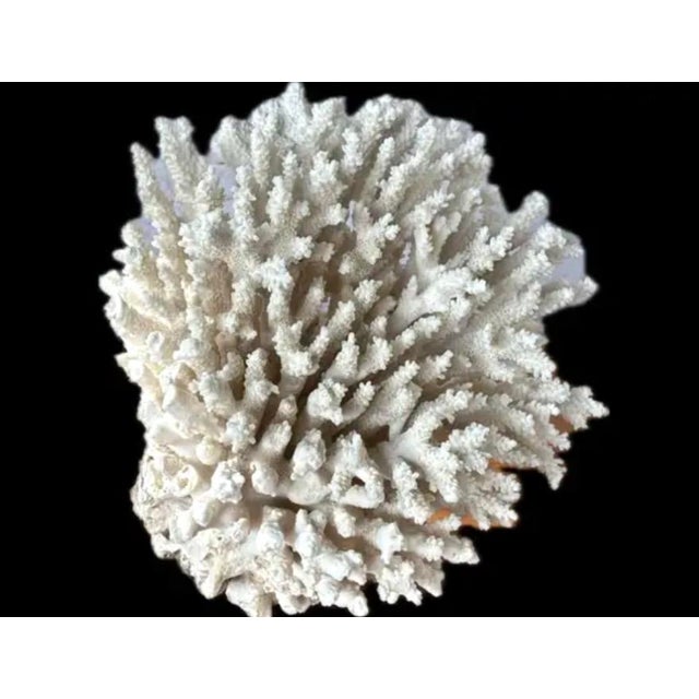 Natural White Coral Reef Specimen #8 For Sale - Image 4 of 9