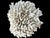 Natural White Coral Reef Specimen #8 For Sale - Image 4 of 9
