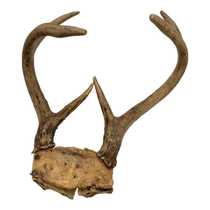 Deer Antlers 1990s Deer Antler 6 Point With Skull Plate