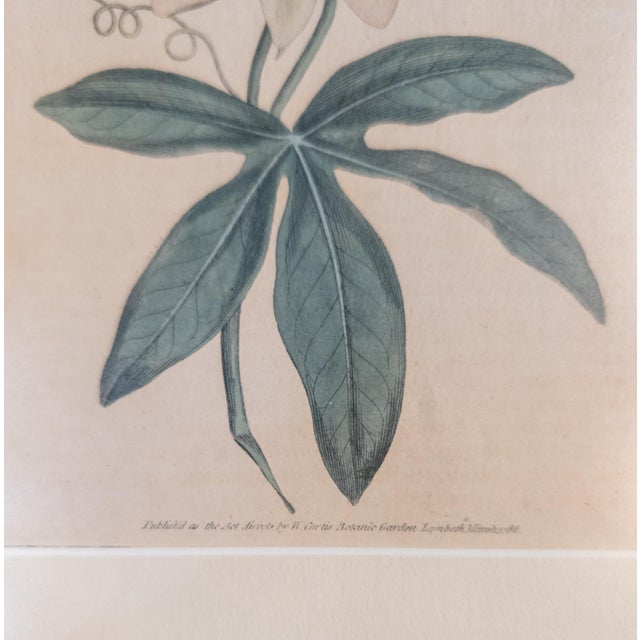 18th Century Hand Colored Passionflower Engraving From Curtis Botanic Magazine For Sale - Image 10 of 11