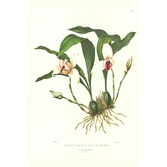 Large 1973 Orchid Flower Lithograph "Maxillaria Skinneri" (Mr. Skinner's Maxillaria) After James Bateman For Sale