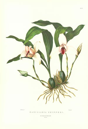 Large 1973 Orchid Flower Lithograph "Maxillaria Skinneri" (Mr. Skinner's Maxillaria) After James Bateman