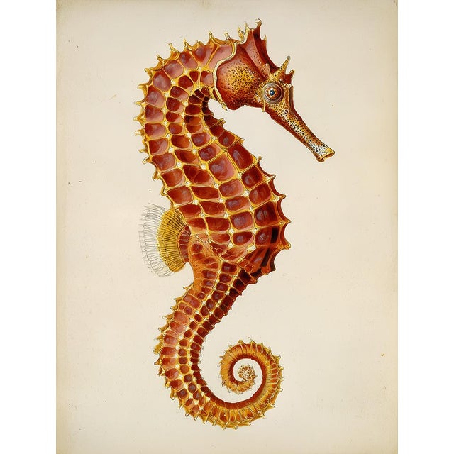 Vintage Seahorse — Natural History Fine Art Print A refined natural history illustration depicting a seahorse in profile,...