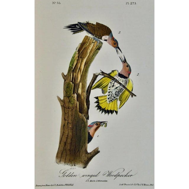 This is an original John James Audubon hand-colored royal first octavo edition lithograph entitled "Golden-winged...