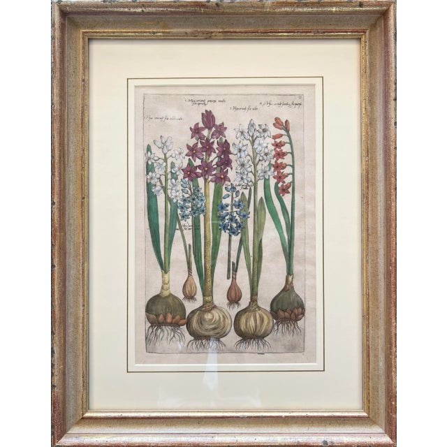 Emanuel Sweert from Florilegium Amplissimum et Selectissimum, Dutch School, published in Amsterdam, 1631-1647 Framed -...