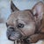 American French Frenchie Bull Dog Portrait Painting Including the Antiqued Gold Wood Frame For Sale - Image 3 of 5