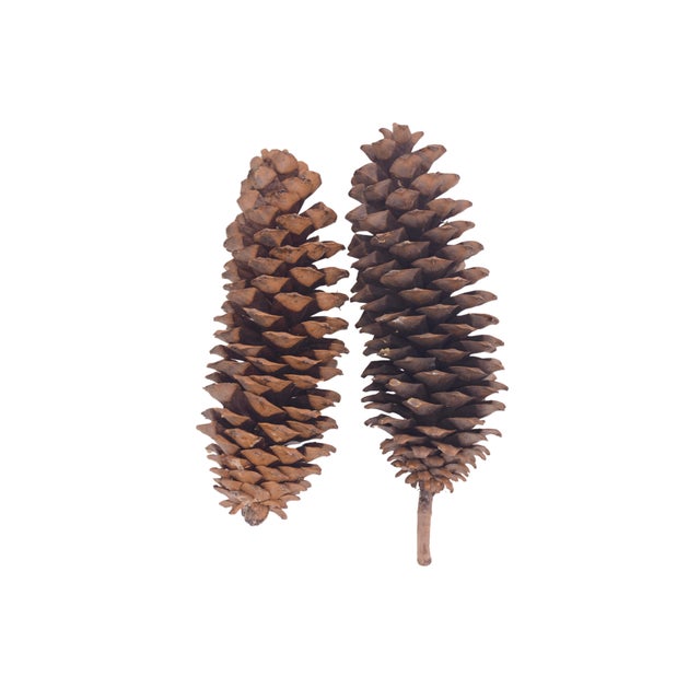 Natural 15" Jumbo Pine Cones For Sale - Image 4 of 8