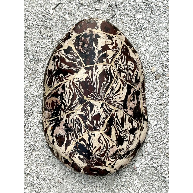Vintage Boho Artisanal Pigmented Plaster Scagliola Turtle Shell For Sale - Image 11 of 12