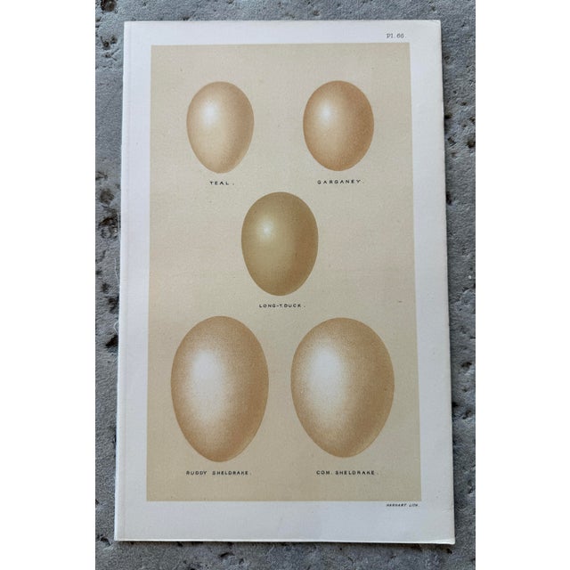 Set of 8 English Late 19th Chromolithographs of Bird Eggs For Sale - Image 4 of 10