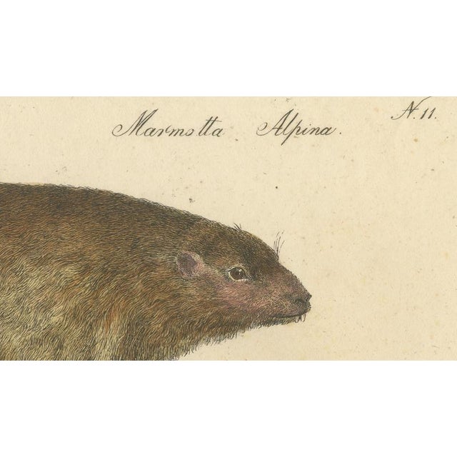 Black Brodtmann, Alpine Marmot, Hamster, Lemming & Rock Hyrax, 1816, Lithograph For Sale - Image 8 of 10