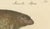 Black Brodtmann, Alpine Marmot, Hamster, Lemming & Rock Hyrax, 1816, Lithograph For Sale - Image 8 of 10