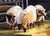 Security Detail by Natasha Isenhour | Pastel Painting of sheep in a barn setting For Sale