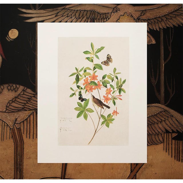 Salmon 1966 Swainson's Warbler After John J. Audubon, Cottage Print For Sale - Image 8 of 8