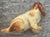 Introducing a delightful vintage porcelain Basset Hound figurine from Wade England, perfect for collectors and dog lovers...
