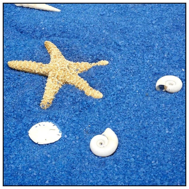 The Ocean Floor, Bettina Werner For Sale In Minneapolis - Image 6 of 8