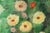 M. Ittesor, Still Life, 20th Century, Oil on Canvas, Framed For Sale - Image 9 of 18
