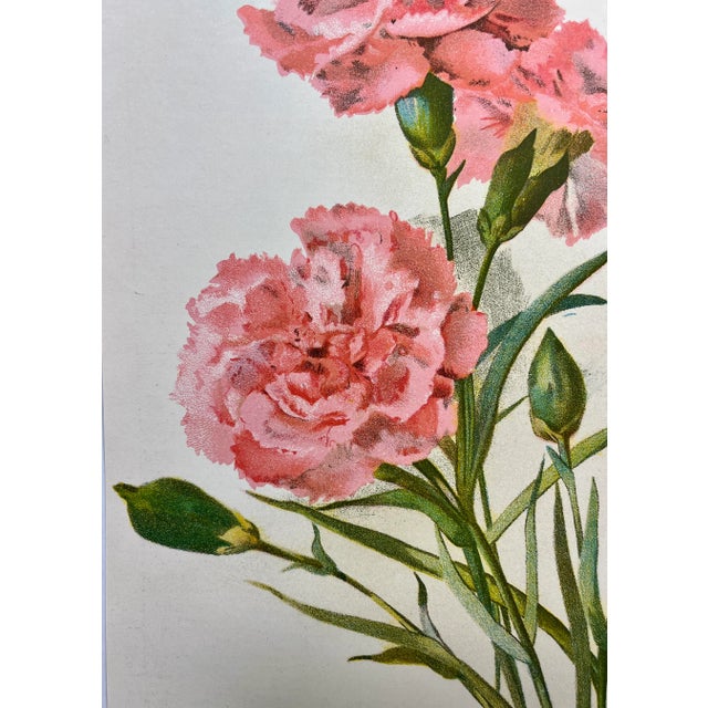 Antique Botanical Print From England Showcasing a Fragrant Pink Tree Carnation Flower - Circa 1892 For Sale - Image 4 of 10