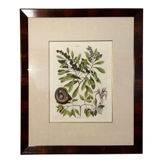 Mark Catesby (English, 1679–1749), Hand Colored Copper Plate Engraving Titled “The Sea Hermit Crab, Frutex,” For Sale